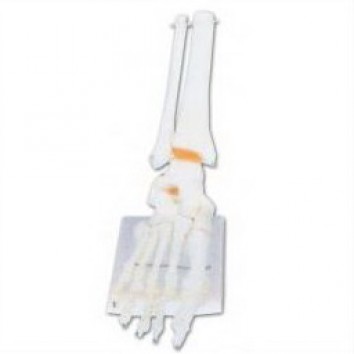 LIFE-SIZE FUNCTIONAL HUMAN FOOT JOINT